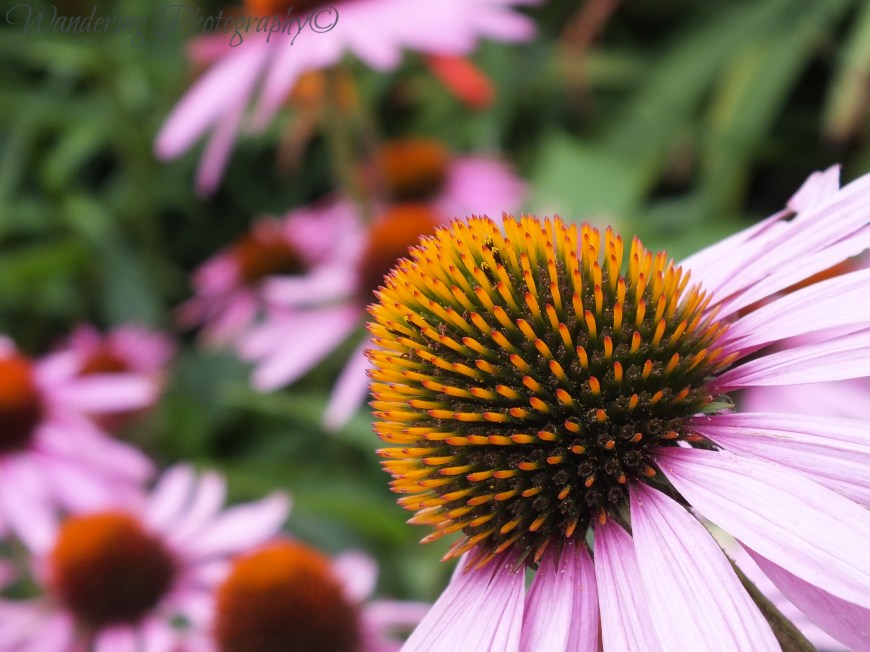 Wandering Photography